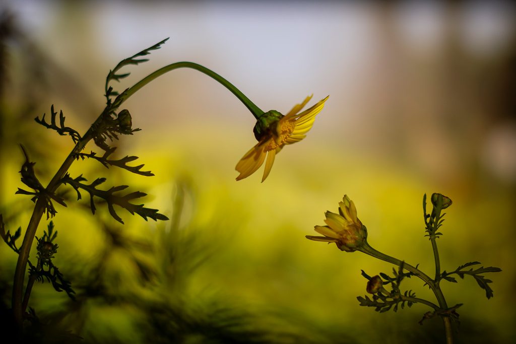 Mira que te diga, de Fran Villalobos