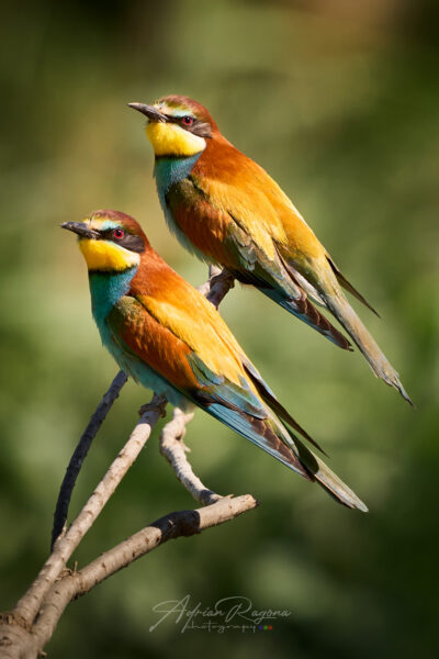 "Seduciendo a la cámara", de Adrián Ragona