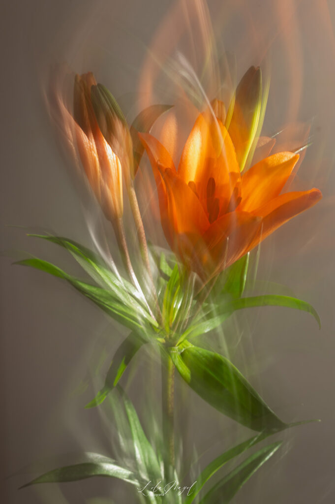 "Lilium", de Lola Mayol