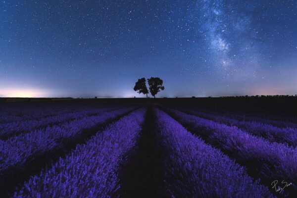 "Brihuega y su lavanda", de Pedro Saez