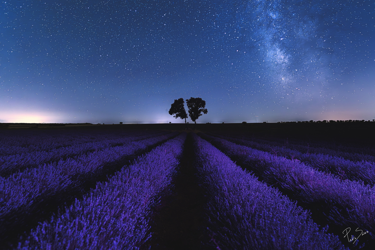 "Brihuega y su lavanda", de Pedro Saez