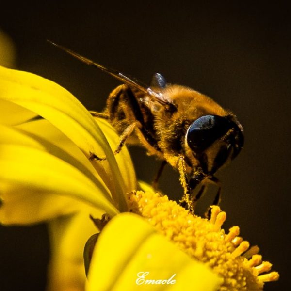 'Primavera amarilla', de Encarna Manzanares