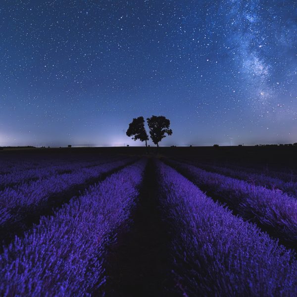 "Brihuega y su lavanda", de Pedro Saez