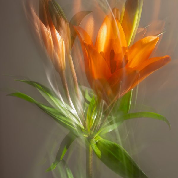 "Lilium", de Lola Mayol