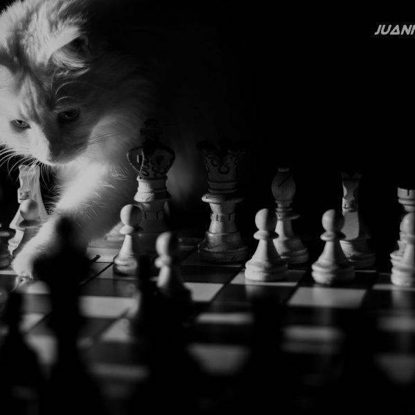 'Mueven las blancas' - Juan Miguel Miñarro Hernández