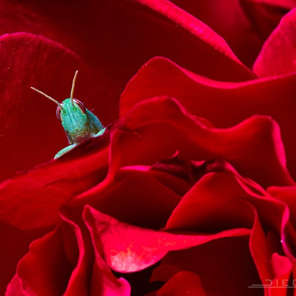 '¿Puedo salir ya?' - Diego Soto