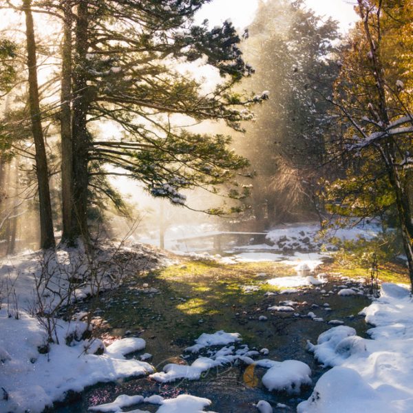 “Mañanas heladas” de David Ros García