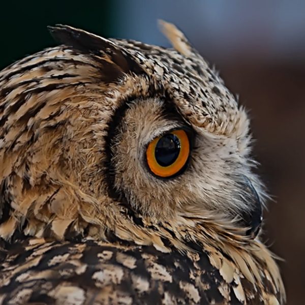 'Búho' - Antonio Llorca Torres